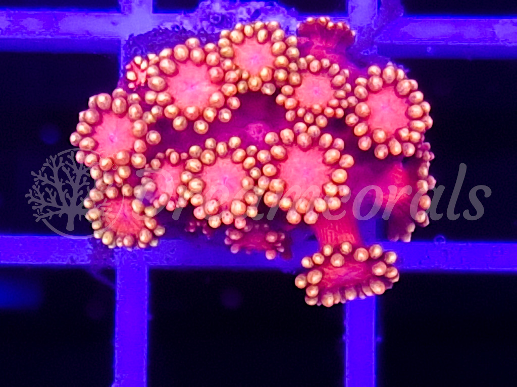 374581343 785580216911736 5812894653597607476 n