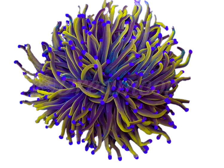 holymoly torch 3 heads