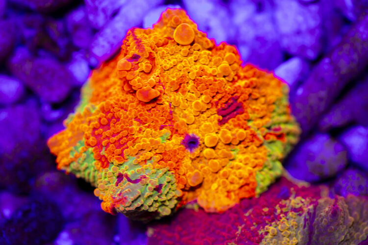 purple monster jawbreaker extremely rare large