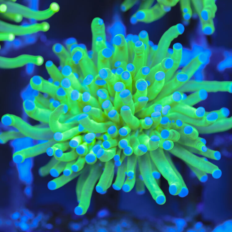 tod torch 2 heads more on stock