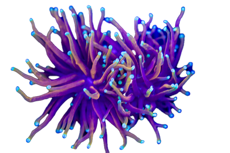 torch of god 2 heads