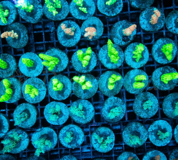 import placeholder for 2943995