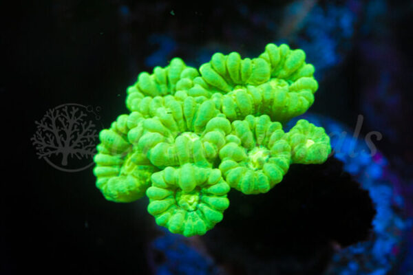 import placeholder for 2935386