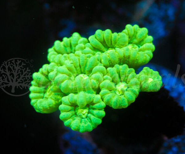 import placeholder for 2935386