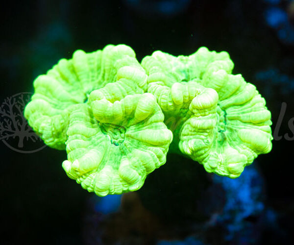 import placeholder for 2935384