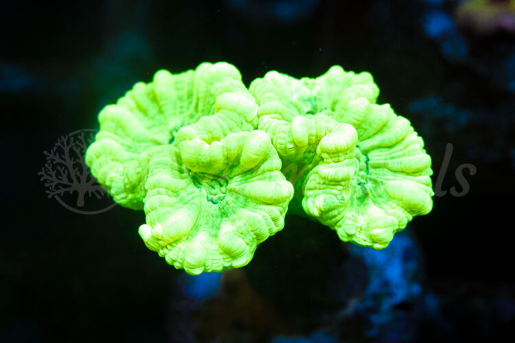 import placeholder for 2935384