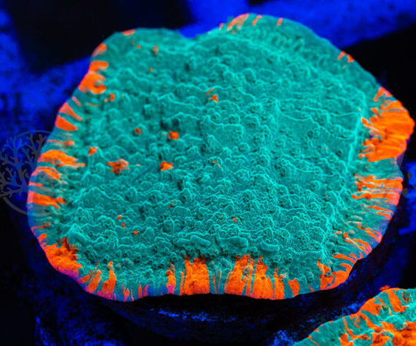 import placeholder for 2935380