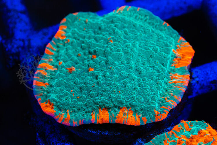 import placeholder for 2935380