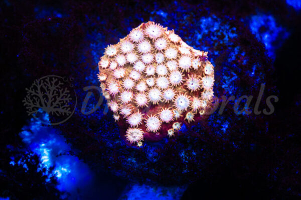 import placeholder for 2935369