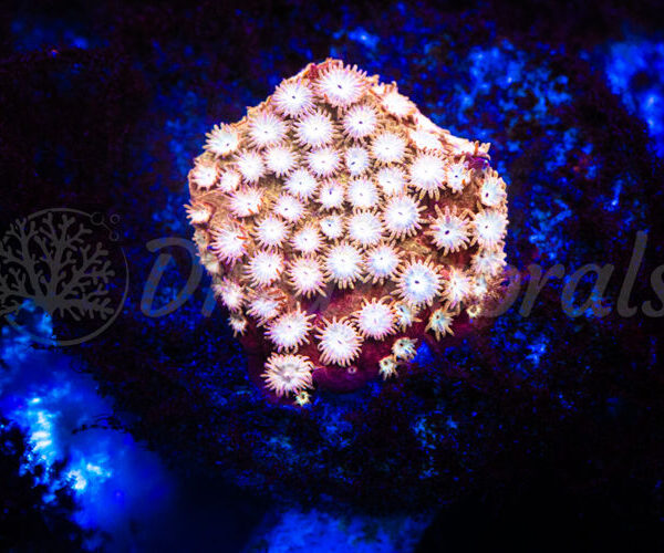 import placeholder for 2935369