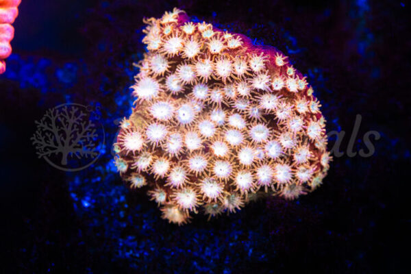 import placeholder for 2935366