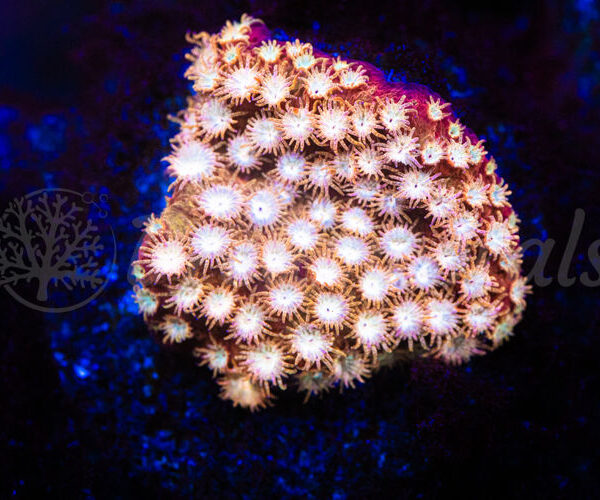 import placeholder for 2935366