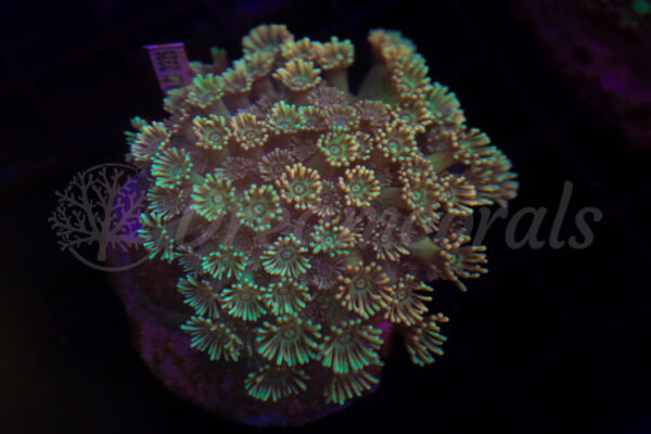 import placeholder for 2934679