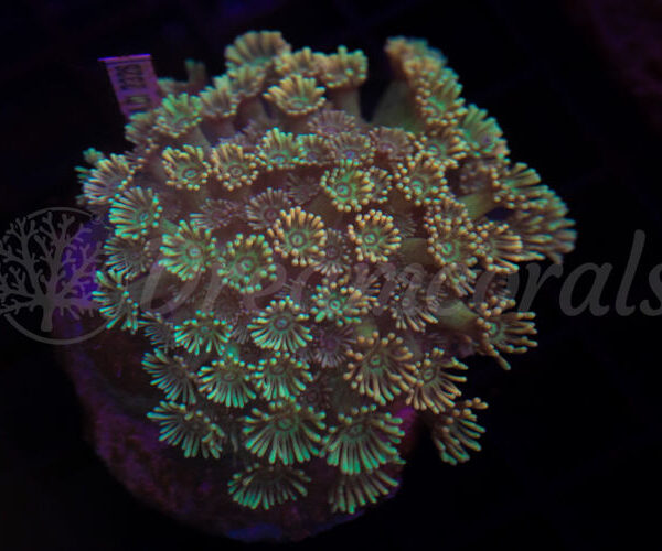 import placeholder for 2934679