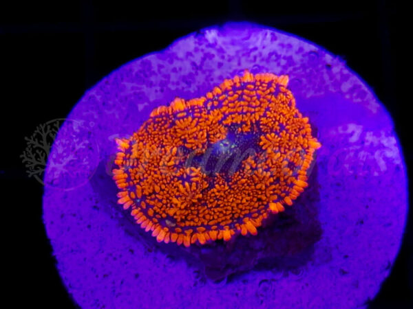 import placeholder for 2922887