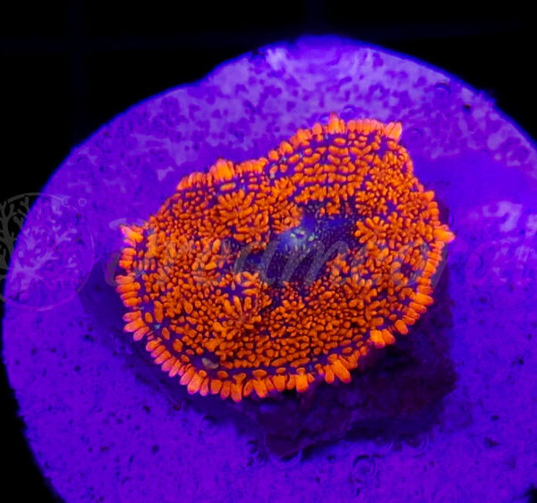 import placeholder for 2922887