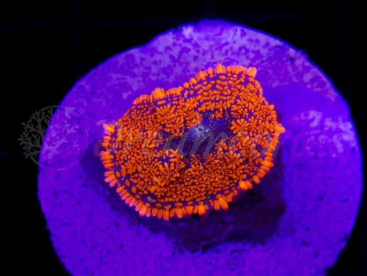 import placeholder for 2922887