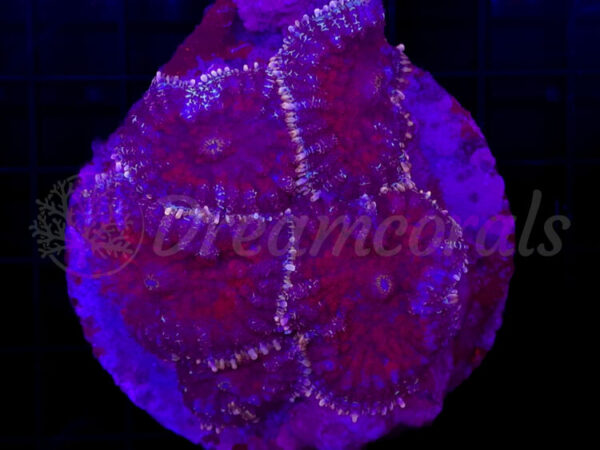 import placeholder for 2919962