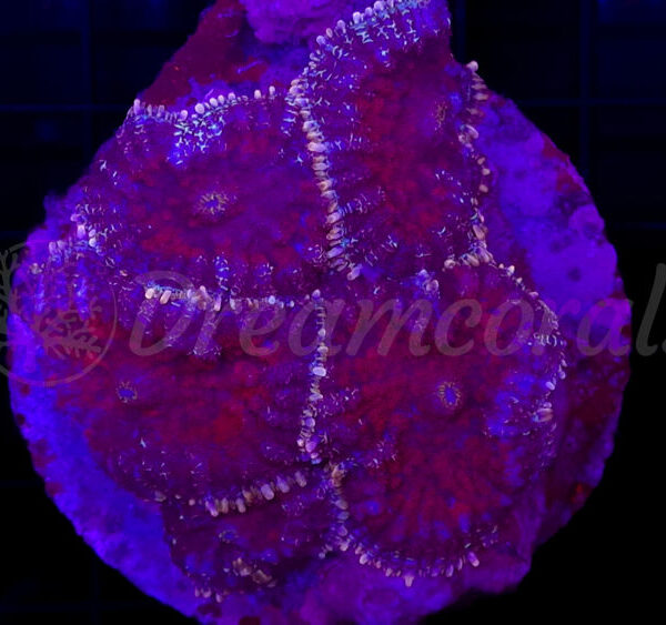 import placeholder for 2919962