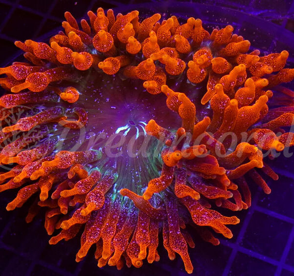 import placeholder for 2908507