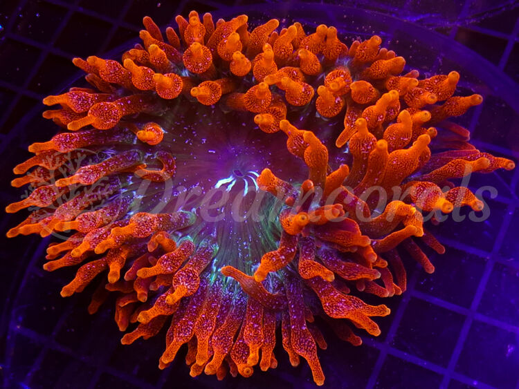 import placeholder for 2908507