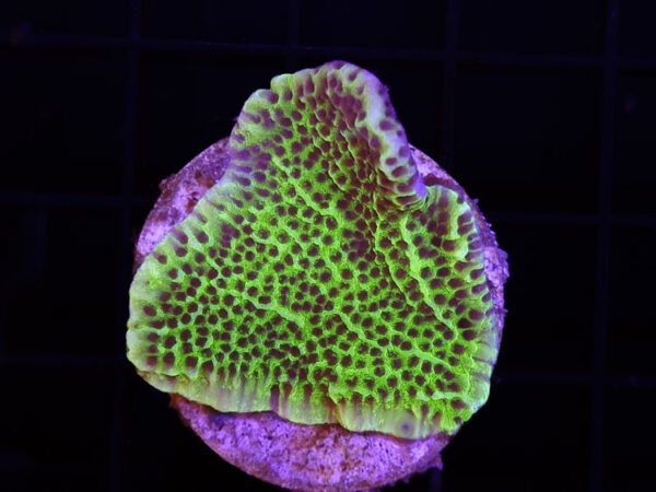 import placeholder for 2907210