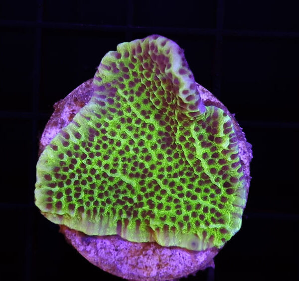 import placeholder for 2907210