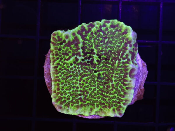 import placeholder for 2907159