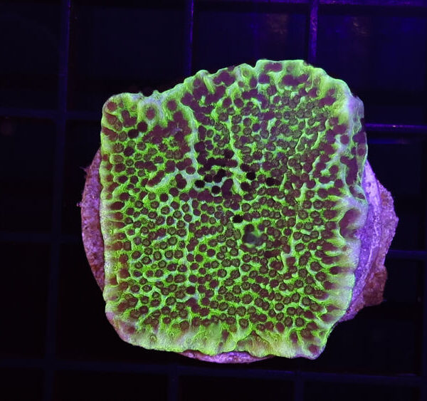 import placeholder for 2907159