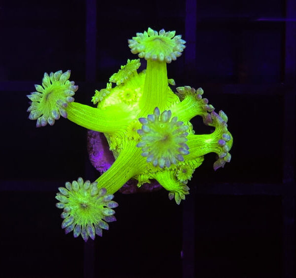 import placeholder for 2907149