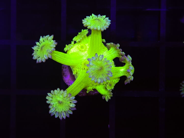 import placeholder for 2907149