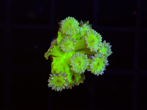 import placeholder for 2907140