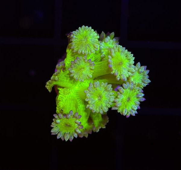 import placeholder for 2907140