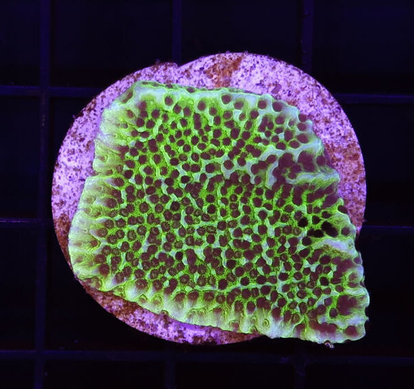 import placeholder for 2907138