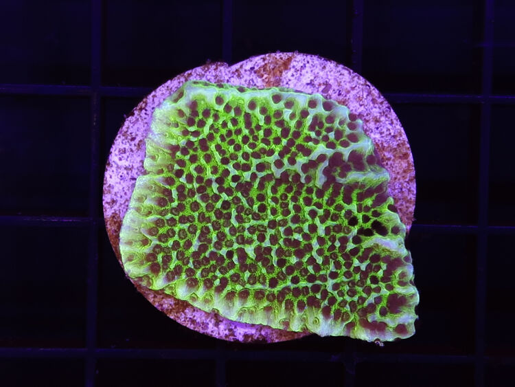 import placeholder for 2907138