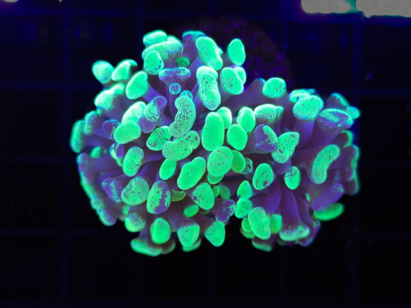 import placeholder for 2905406