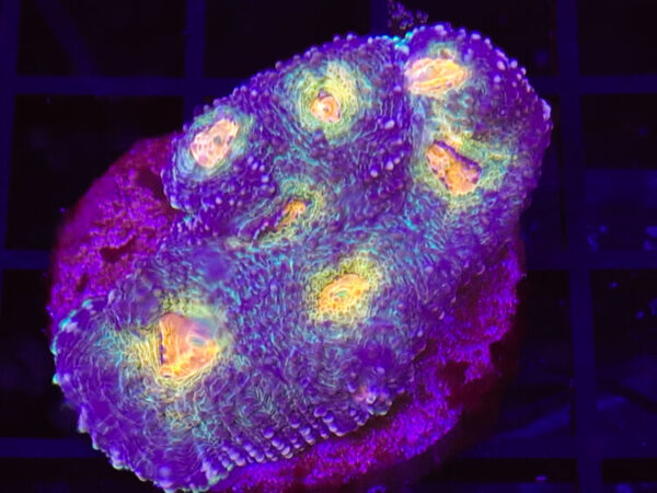 import placeholder for 2904101