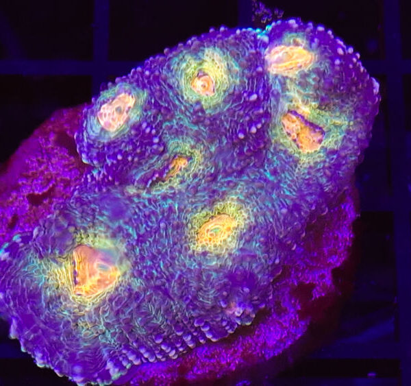 import placeholder for 2904101