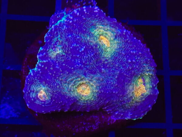 import placeholder for 2904100