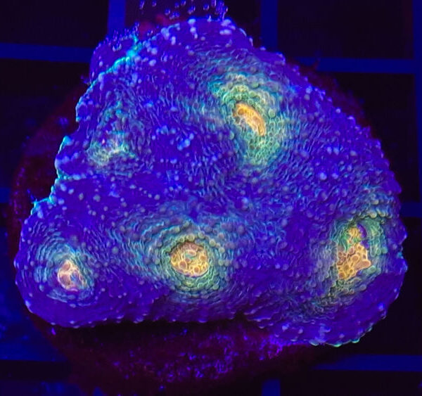 import placeholder for 2904100