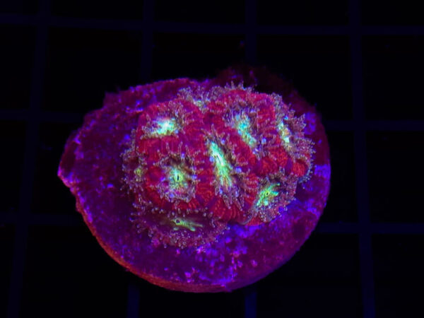 import placeholder for 2904080