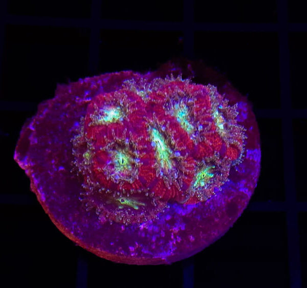 import placeholder for 2904080