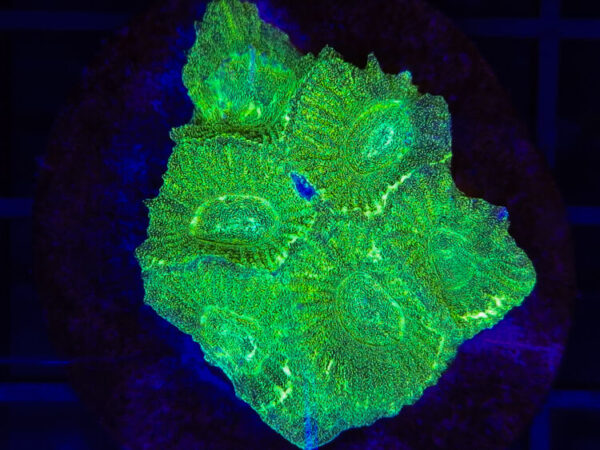 import placeholder for 2904078