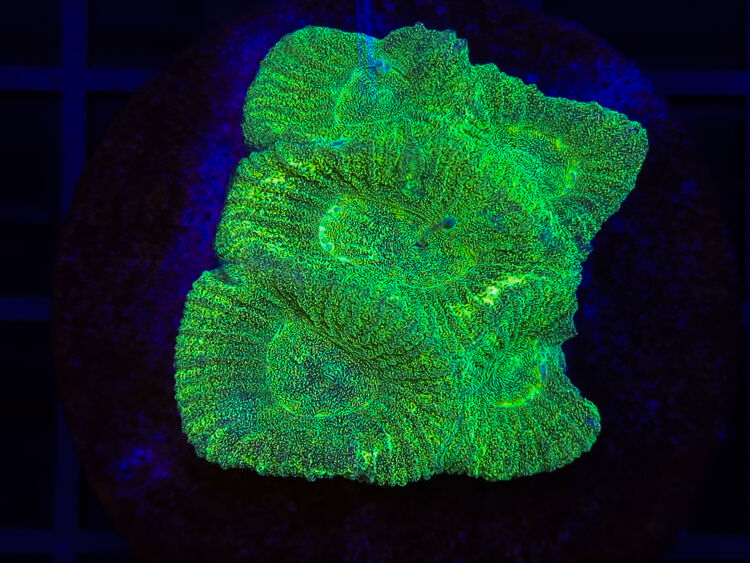 import placeholder for 2904075