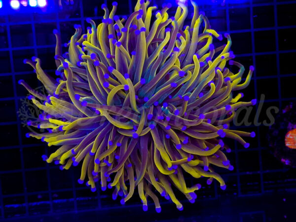 import placeholder for 2899001