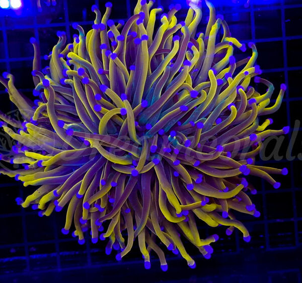 import placeholder for 2899001