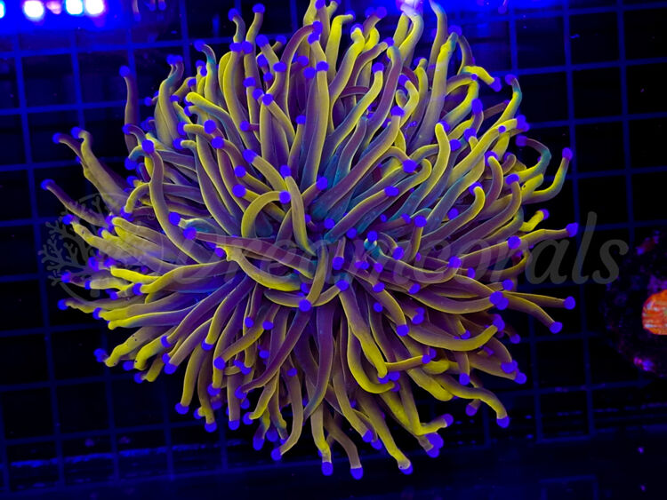 import placeholder for 2899001