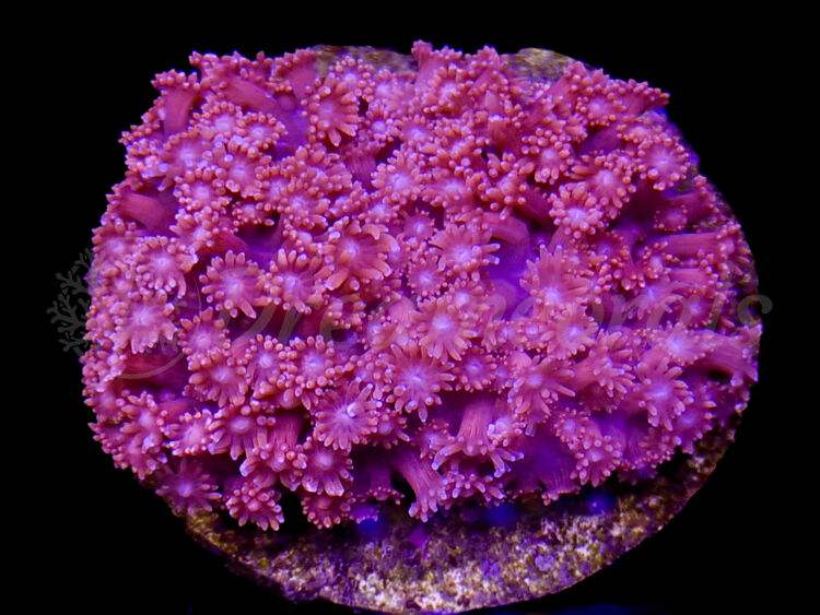 import placeholder for 2895252