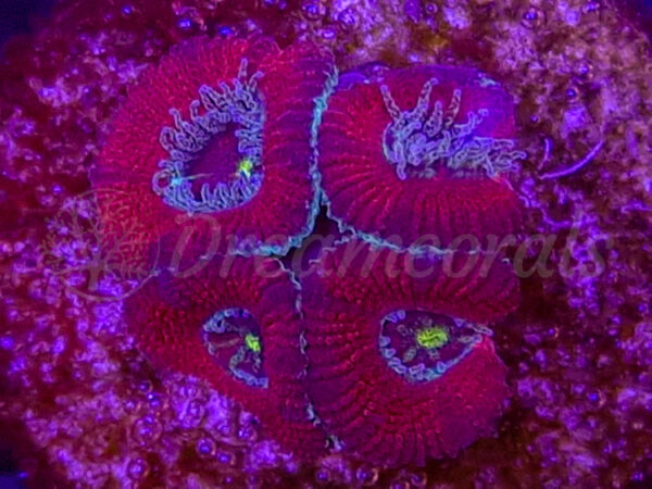 import placeholder for 2884015