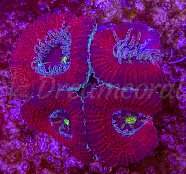 import placeholder for 2884015